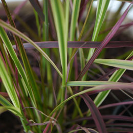 Pennisetum alopecuroides 'Fireworks'